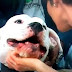 Apresentadora toma mordida de cachorro no rosto durante entrevista ao vivo