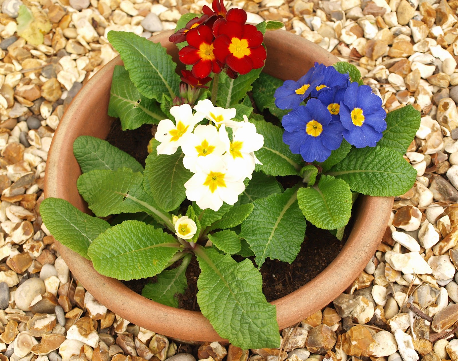 Mark's Veg Plot Spotlight on Polyanthus