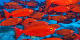 Resultado de imagen de los peces rojos
