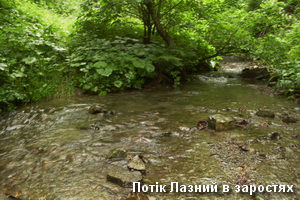 Маршрут на водоспад Лазний - потік в заростях Зарості р.Лазний