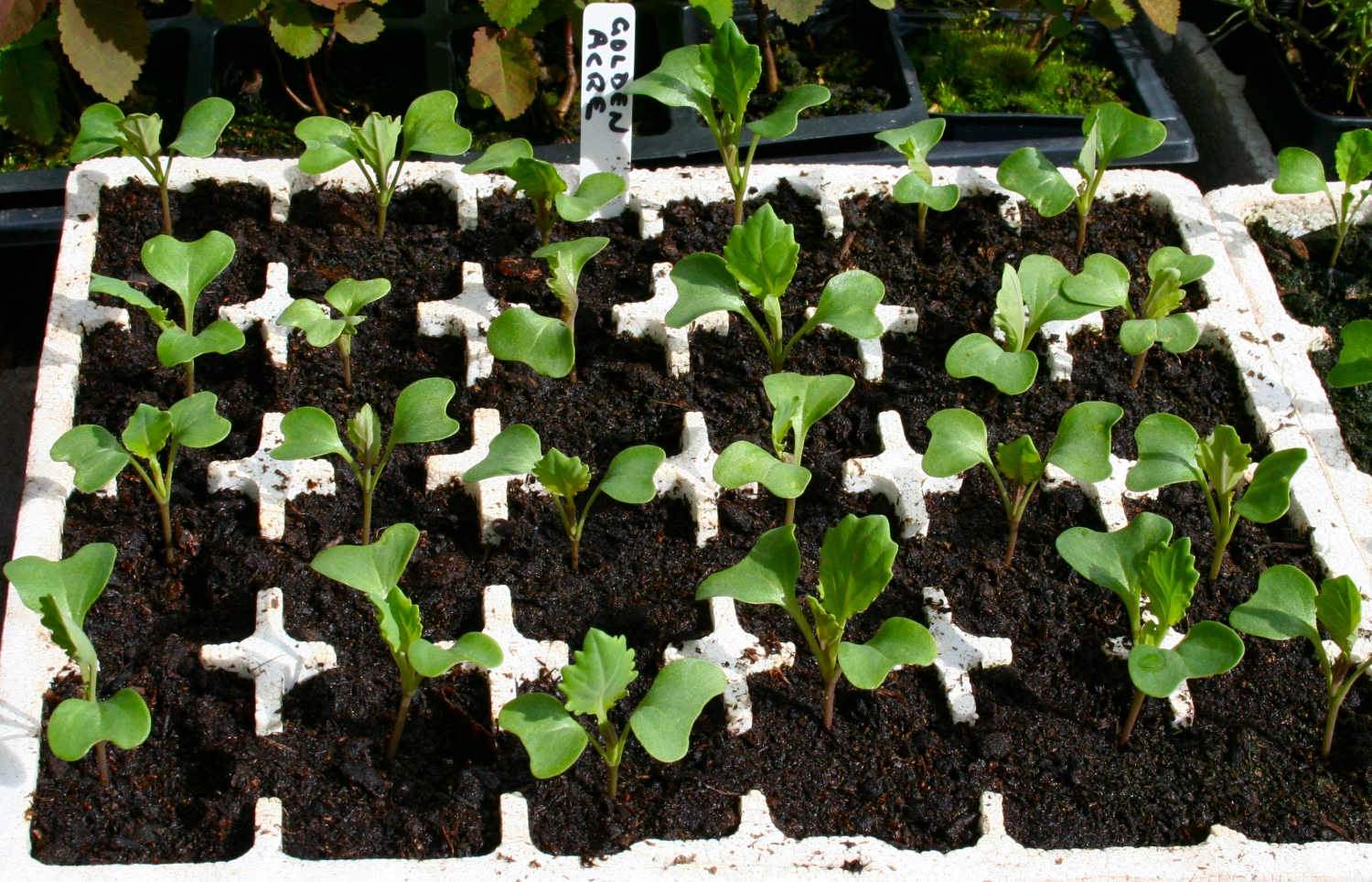 Рассада капусты брокколи. Когда сажать раннюю капусту на рассаду. Сажаем капусту на рассаду. Рассада брюквы. Когда сажать раннюю капусту.