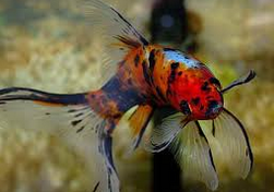 Jenis Jenis Ikan Koki Dan Cara Merawatnya | Nama-Nama Hewan