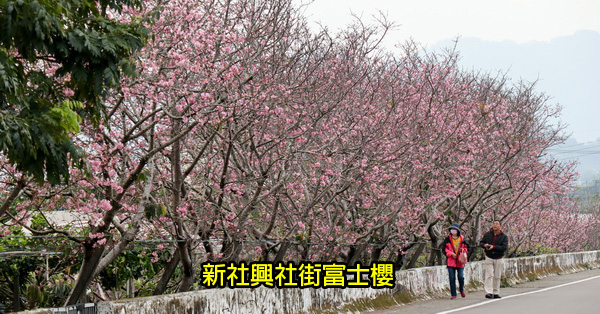 台中新社|2019新社興社街大排富士櫻|新社賞櫻秘境|3/14花況 台中新社|2019新社興社街大排富士櫻|新社賞櫻秘境|3/14花況