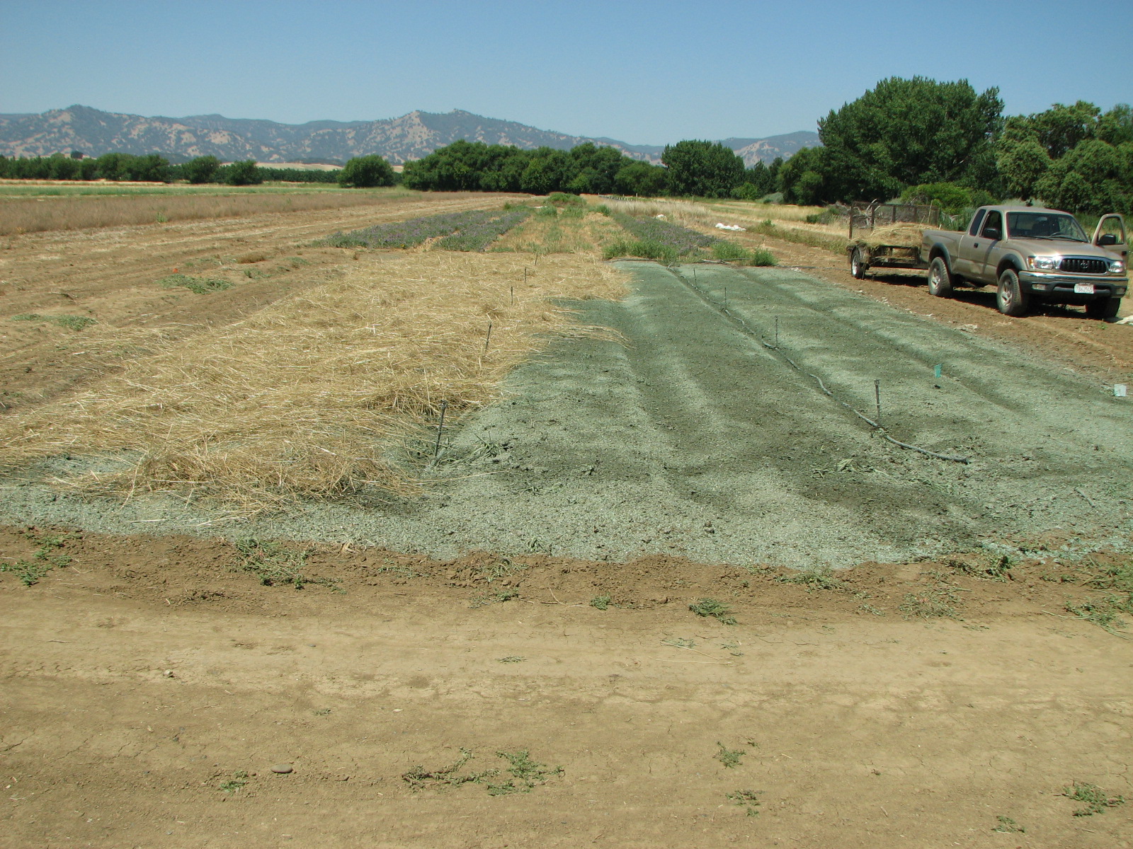 Hedgerow Farms Native Grass Straw