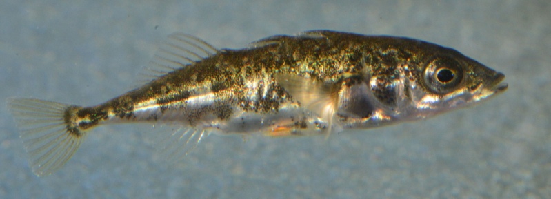Creatures 'n' Critters: Three-spined Stickleback
