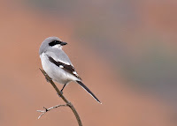Loggerhead Shrike Loggerhead Shrike