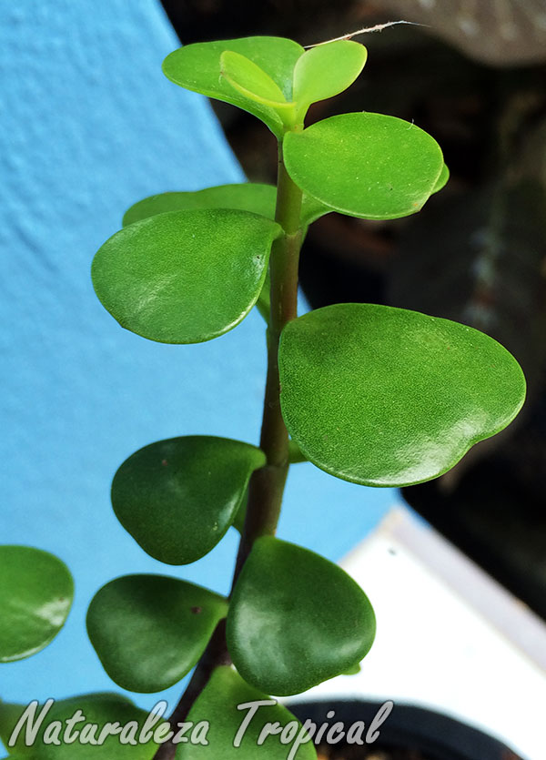 Detalles de las hojas del Árbol de la Abundancia, Portulacaria afra