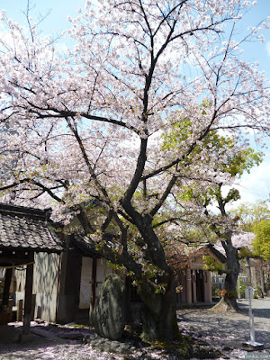 櫻宮神社の桜 櫻宮神社の桜