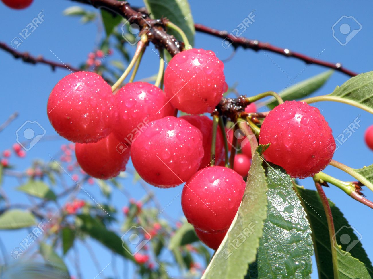 fruit bearing trees philippin news collections