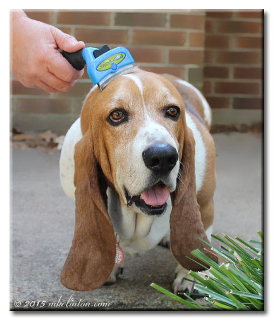 Basset Hound being groomed with a FURminator®