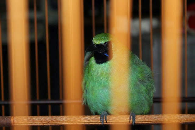 BURUNG CUCAK HIJAU PERBEDAAN FISIK CUCAK IJO JANTAN DAN