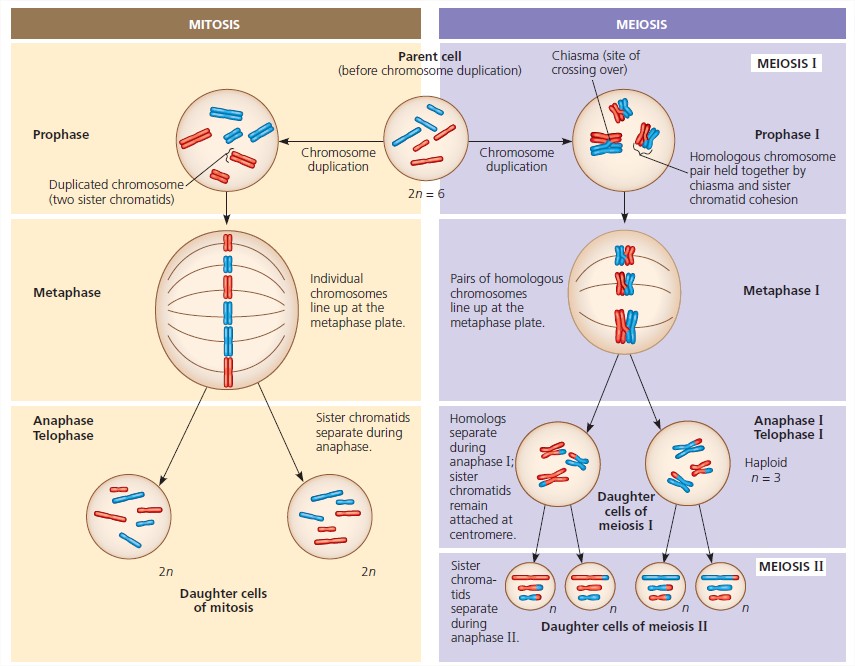 a-comparison-of-mitosis-and-meiosis