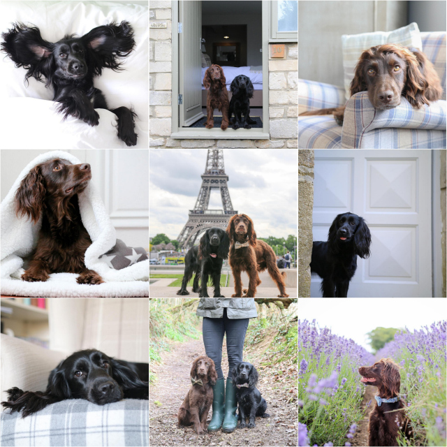 How to Run a Successful Dog Instagram Account Steph & The Spaniels Dog Friendly Lifestyle Blog