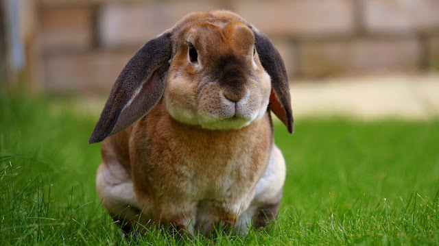 Rabbit Resting on Green Grasses Rabbit Resting on Green Grasses