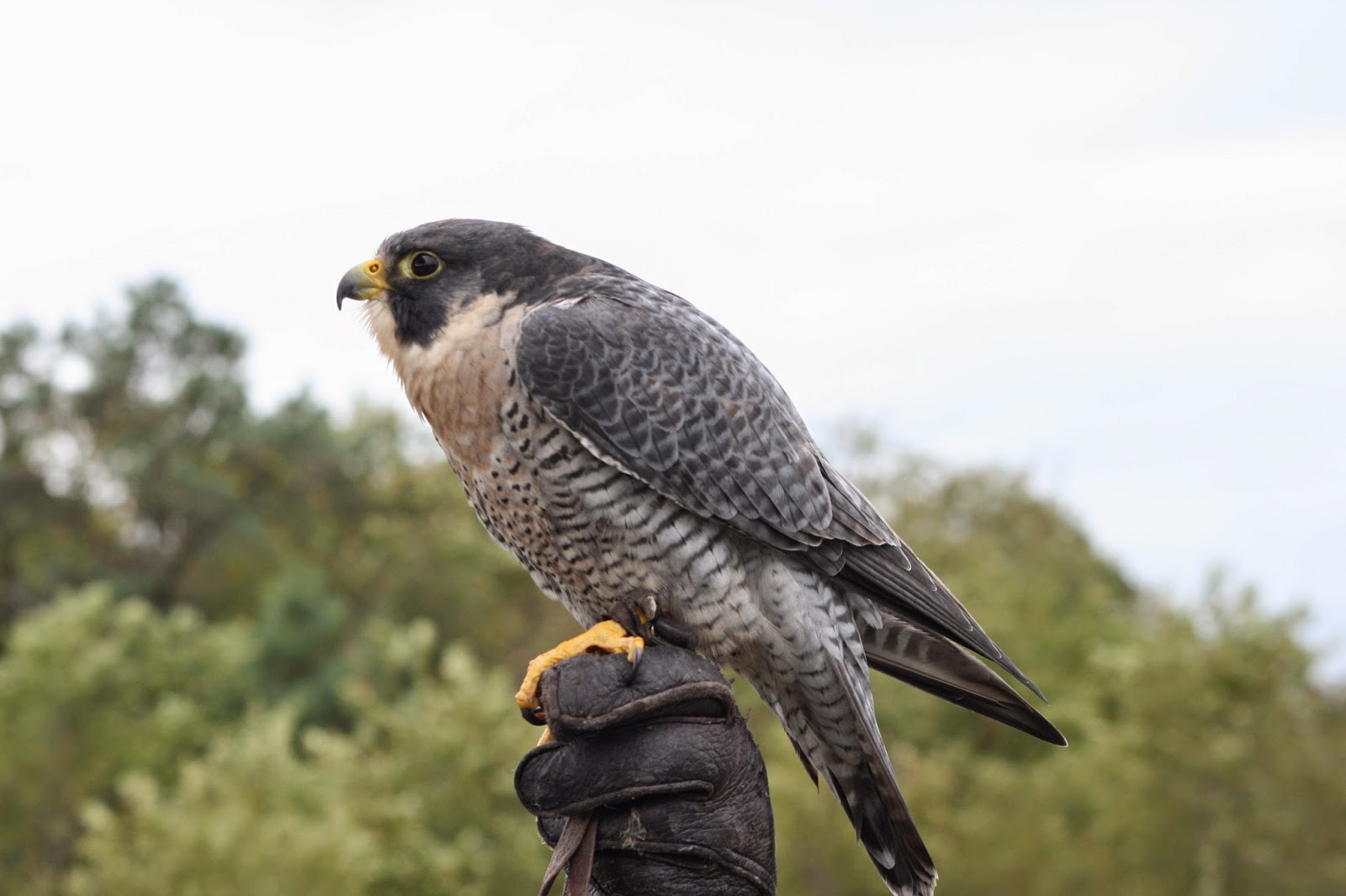 Coastal Virginia Wildlife Observatory October 11 2014 Kiptopeke Hawk