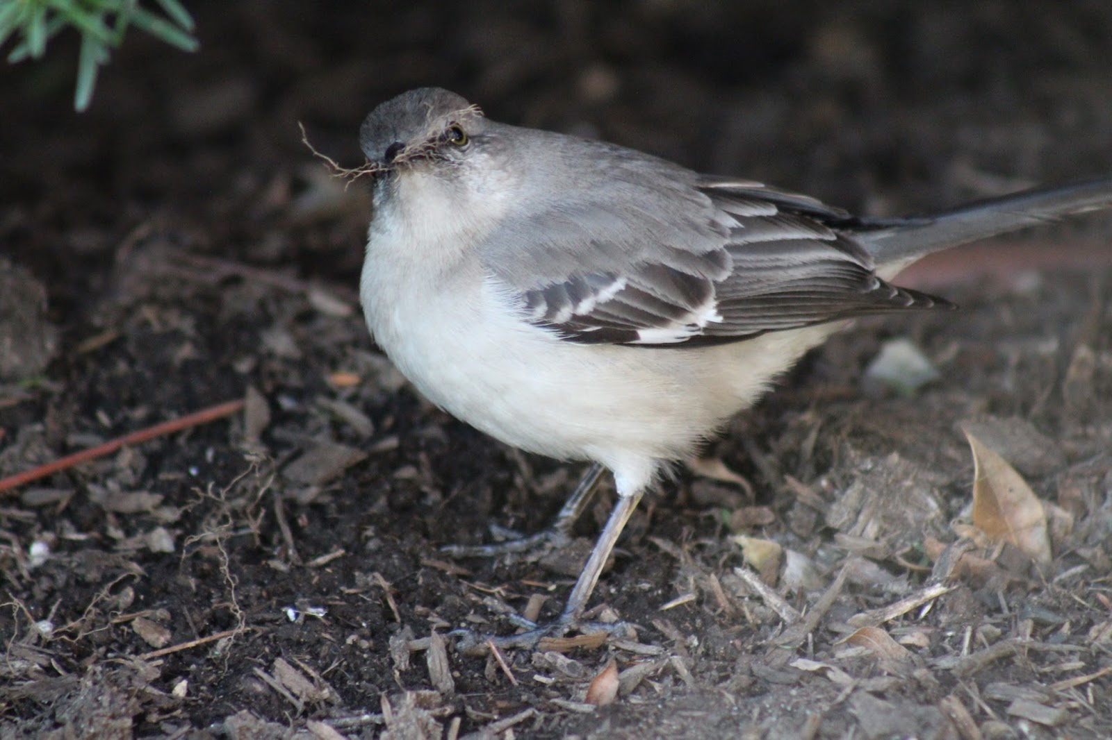 Northern Mockingbird The Singing Bully of the Backyard