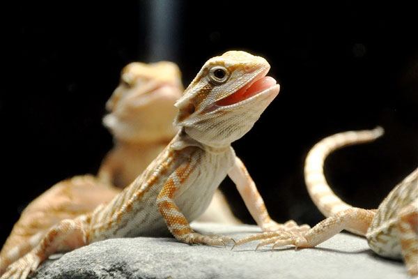 bearded-dragon-waving-6.jpg