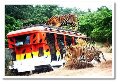 zoobic safari, tigers