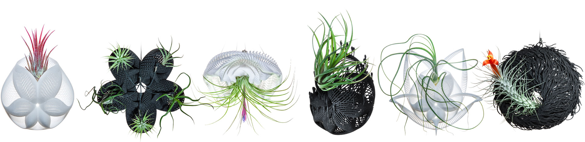 Bulbophyllum Series