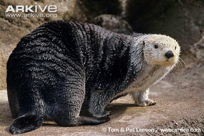 Curiosidades fascinantes de la Nutria marina (Enhydra lutris) - Diario Eco