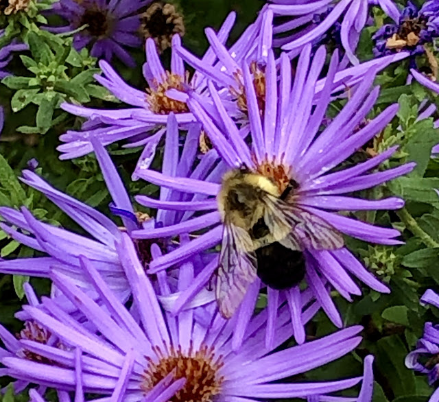 More Buffalo gardens