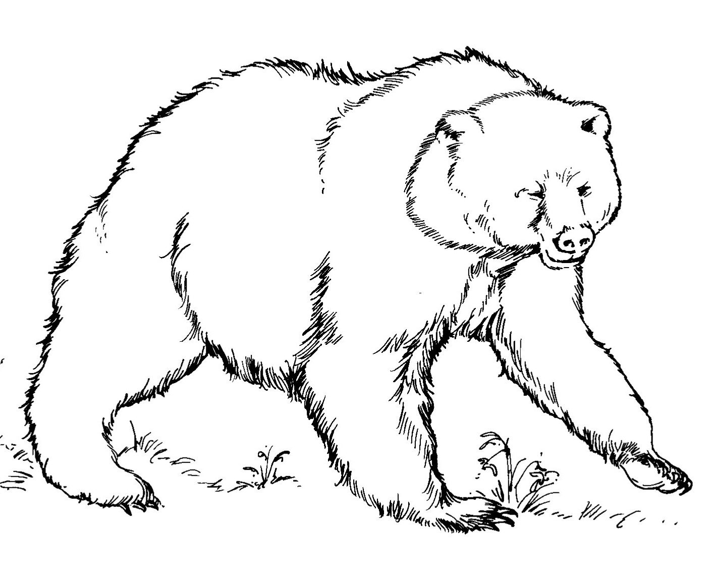 Распечатка медведя. Медведь раскраска. Раскраска. Медвежонок. Медведь раскраска для детей. Медведь картинка для детей раскраска.