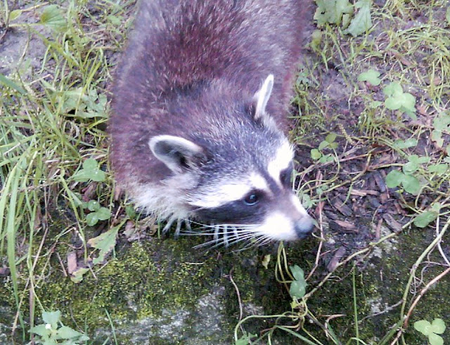 Perspektiven eines Küstenjungen (+ Verlosung): Der Waschbär von oben von Papas Arm.