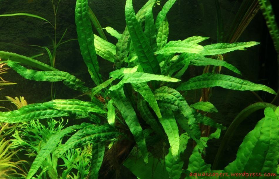 Java Fern ( Microsorum pteropus ) - Tanaman - Tanaman Aquascape Untuk Pemula Yang Mudah Sekali Perawatanya