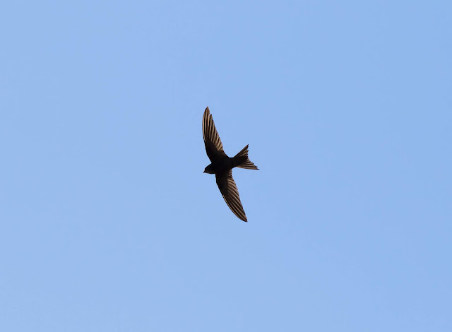 Plain Swift - Playa de las Américas, Tenerife Plain Swift - Playa de las Américas, Tenerife