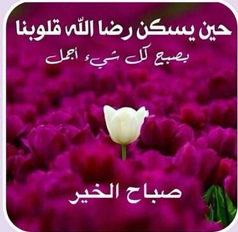 ÙØªÙجة Ø¨ØØ« Ø§ÙØµÙر Ø¹Ù Ø¨ÙØ³ØªØ§Øª Ø¹Ù Ø§ÙØµØ¨Ø§Ø