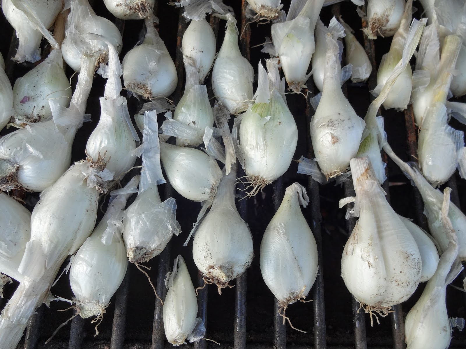 The Scientific Gardener Texas Bunching Onion Harvest