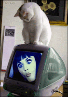 Art Cat GIF • Cinemagraph • Cat sitting on TV mesmerized by Katy Perry funny faces