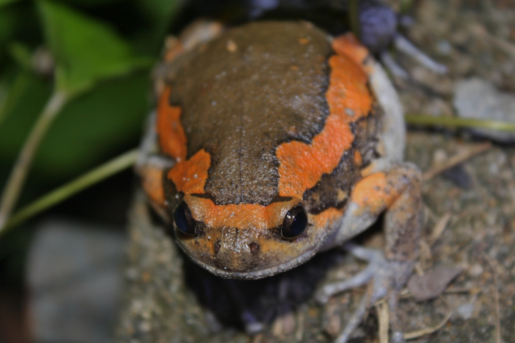 big tits and round asses asian painted frogs