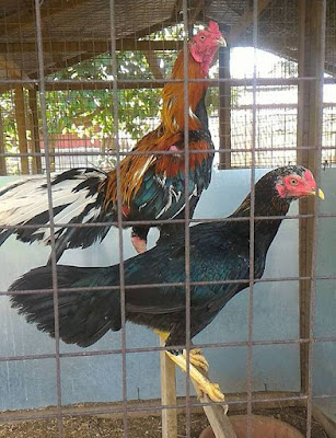 Ayam Ratu king, ratmonkhun,tong dara, toon, ayam ratu untuk dijual,