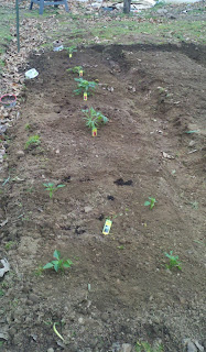 Garden, gardening, garden blog, growing tomatoes, growing corn, fresh corn on the cob, growing bell peppers