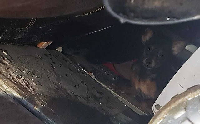 Cão sobrevive a desabamento em Salvador, mas permanece nos escombros