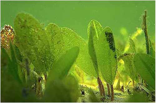 Водоросли имеют семена. Haematococcus Pluvialis водоросли. Водоросли Джонсона (halophila johnsonii). Гематококкус дождевой водоросли. Картинки сбора перифитона.