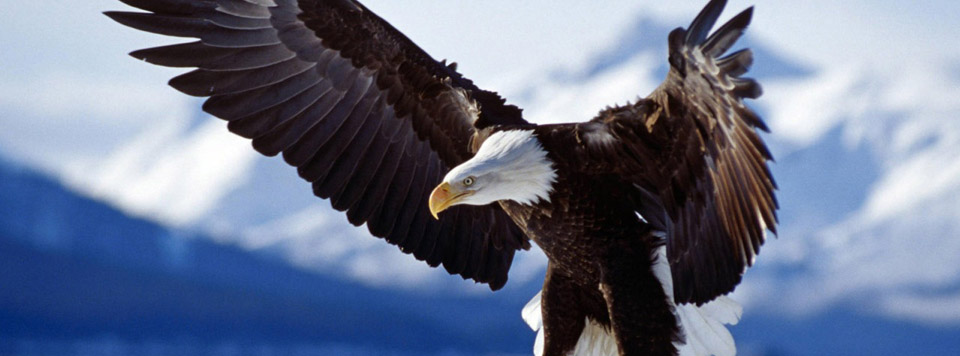 Kartal Kartal