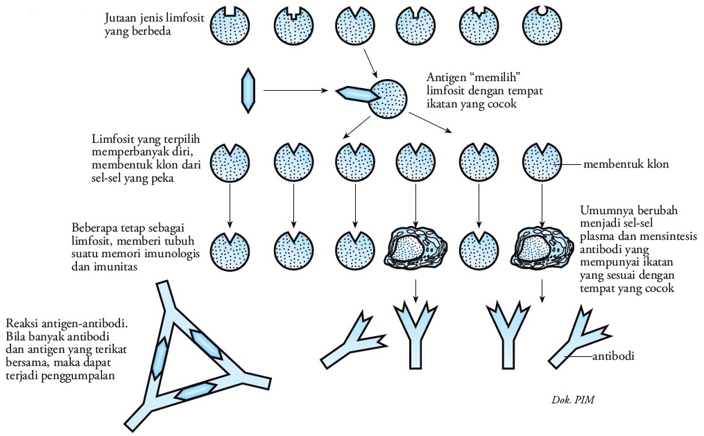 Pembentukan Antigen dan Antibodi : Mekanisme / Proses