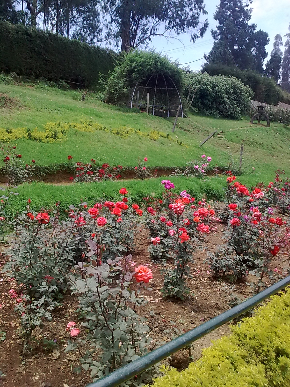 Garden Care Simplified The Beautiful Rose Garden in Ooty