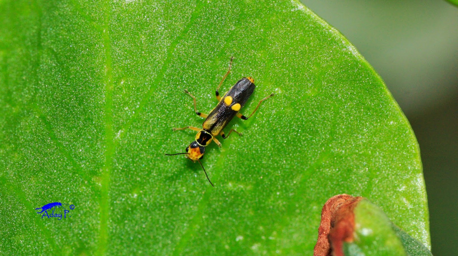 Artropodolandia Malthinus mutabilis