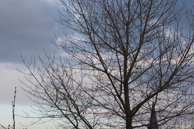 motiv: tree and sky