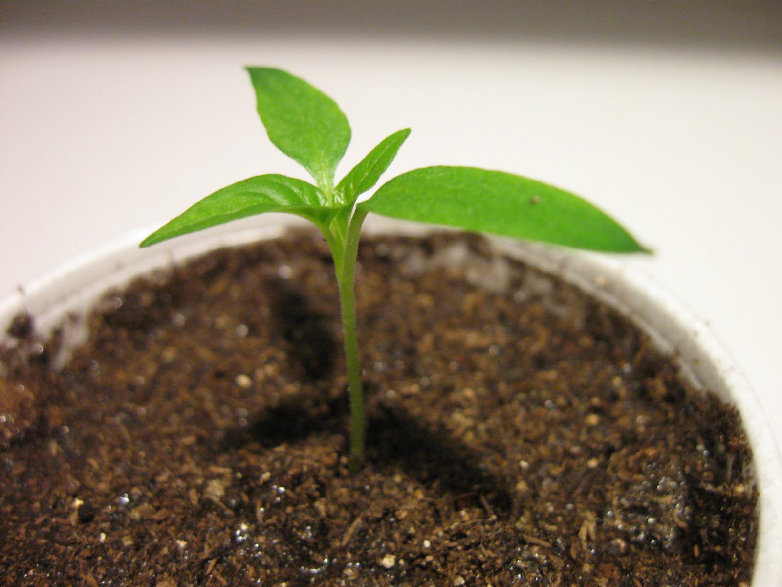 Kentucky Fried Garden Germinating Eggplant and Sweet Peppers