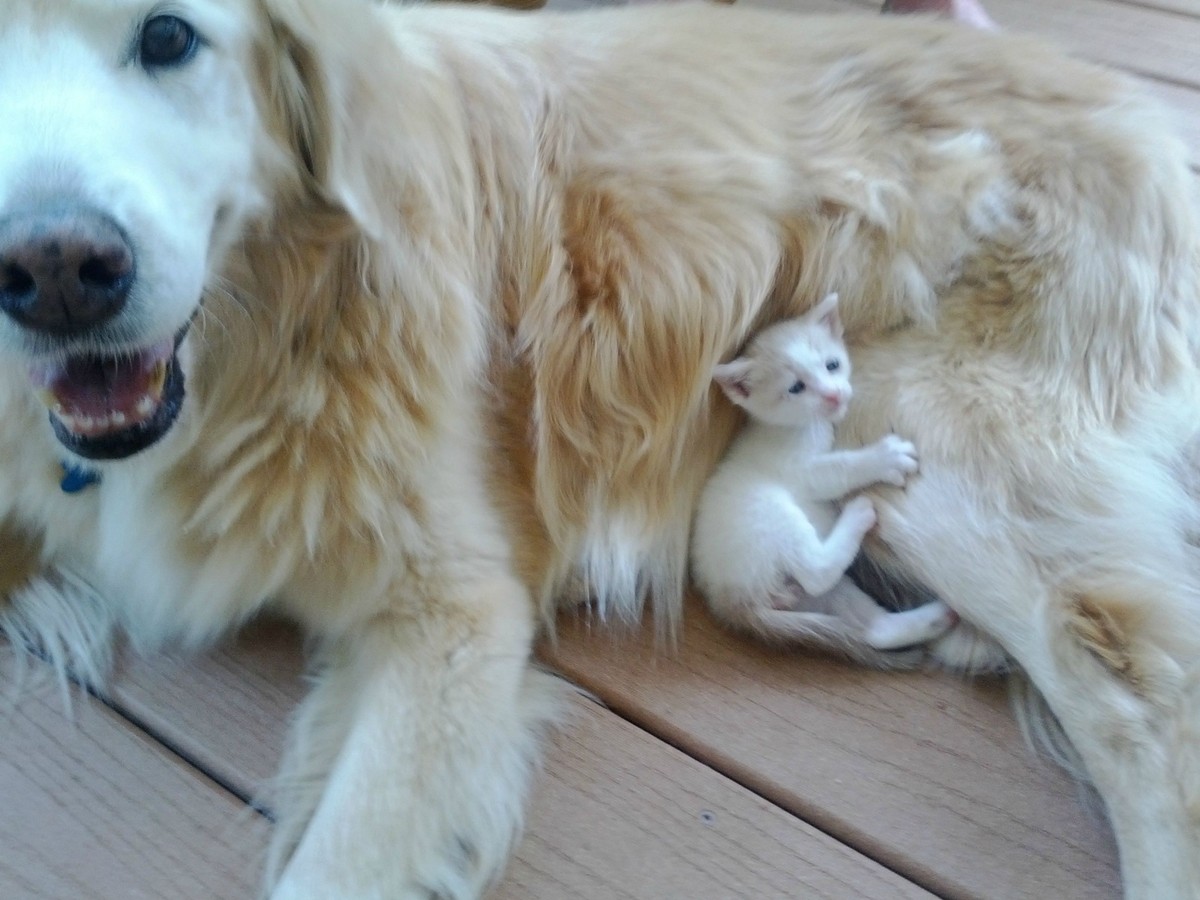 Cats And Dogs Part Cats And Dogs Part