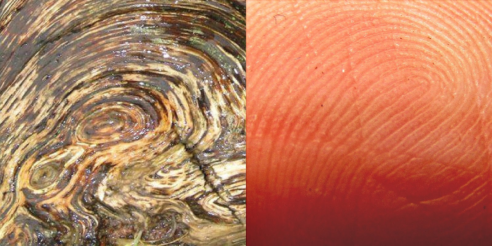 Why do things look like other things?