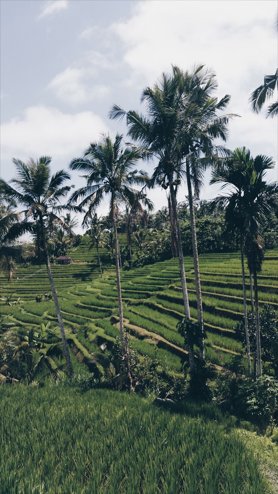 -daintycurls.com-bali-voyage-indonesie-ubud-lombok-gili-island-city-guide-bonne-adresse-vacance-circuit