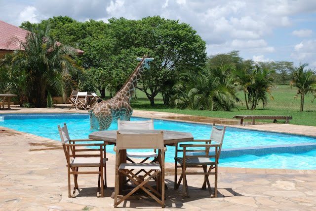 Funny giraffe playing in swimming pool, funny animals, funny giraffes, giraffe pictures, giraffe photos