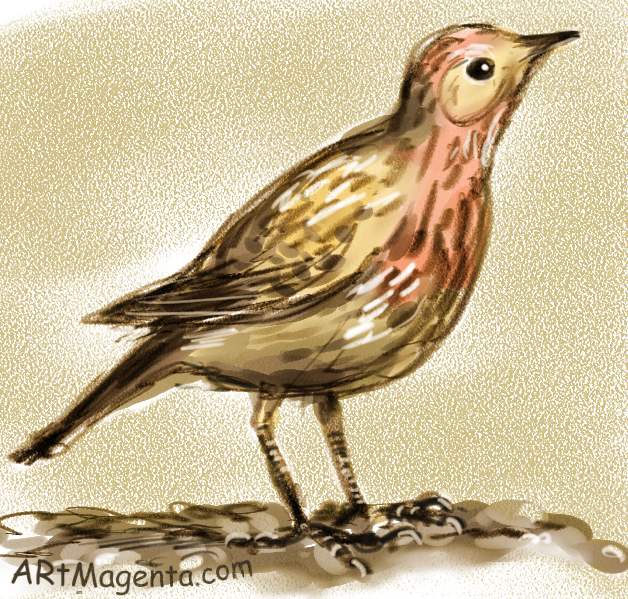 Red-throated Pipit is a bird drawing by artist and illustrator Artmagenta