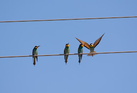 Bee-eaters, Northern Spain
