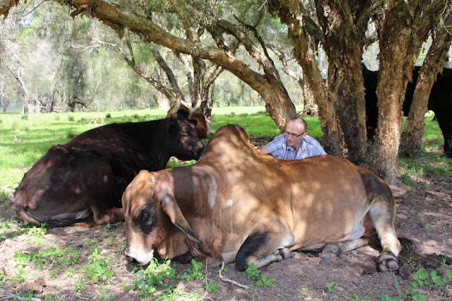 Abhay Charan Dasa and the farm's Brahman bull.